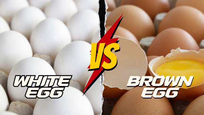 Brown Egg VS White Egg