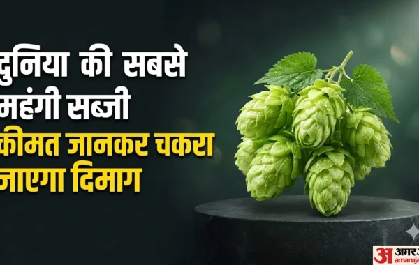 दुनिया की सबसे महंगी सब्जी ‘हॉप शूट्स’: जानिए क्यों इसकी कीमत है ₹1 लाख प्रति किलो और क्या हैं इसके औषधीय फायदे