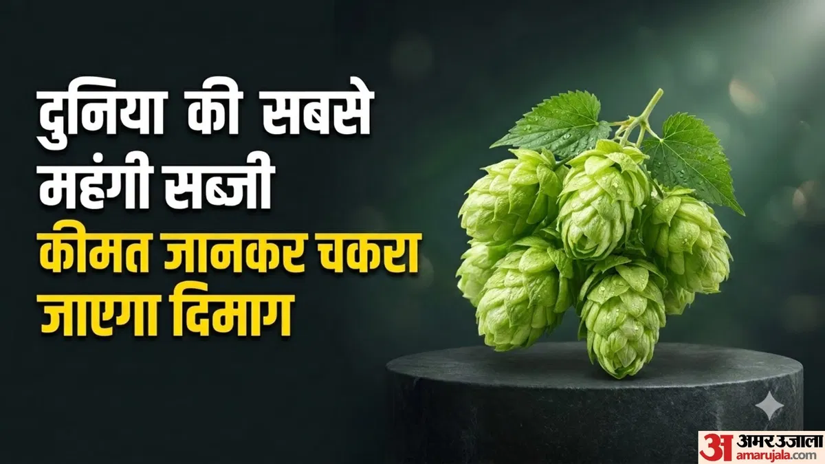 दुनिया की सबसे महंगी सब्जी ‘हॉप शूट्स’: जानिए क्यों इसकी कीमत है ₹1 लाख प्रति किलो और क्या हैं इसके औषधीय फायदे